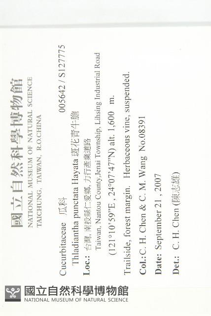 斑花青牛膽藏品圖，第2張