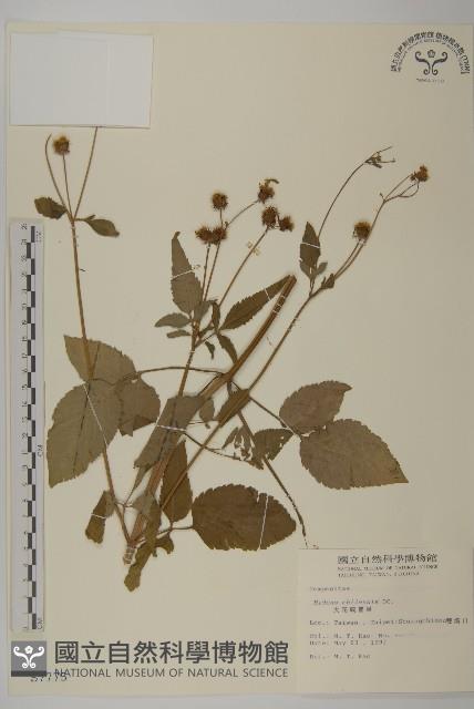 大花咸豐草藏品圖，第1張