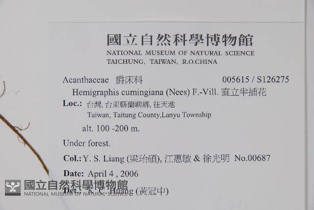 直立半插花藏品圖，第2張