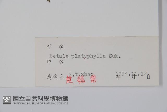 白樺、粉樺、臭樺藏品圖，第2張