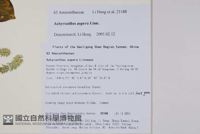土牛膝藏品圖，第2張