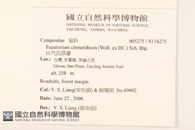 田代氏澤蘭藏品圖，第2張