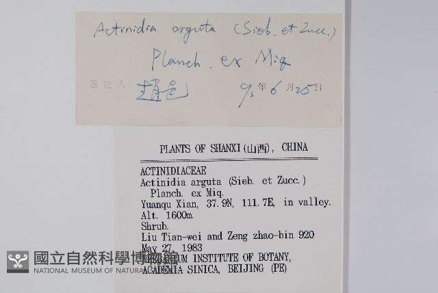 軟棗獼猴桃藏品圖，第2張