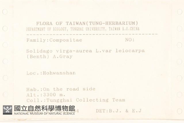 一枝黃花藏品圖，第2張