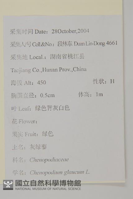 灰綠藜藏品圖，第2張