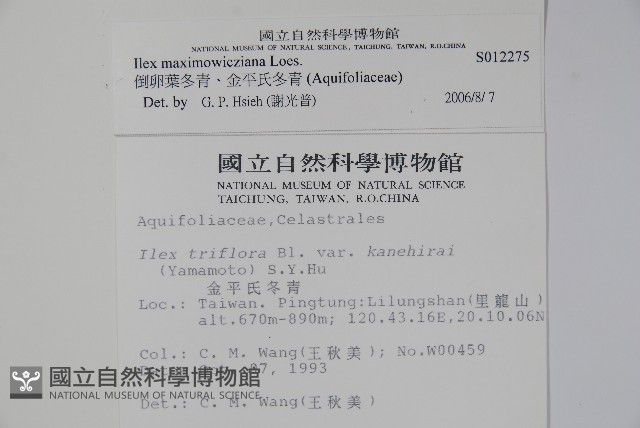 倒卵葉冬青、金平氏冬青藏品圖，第2張