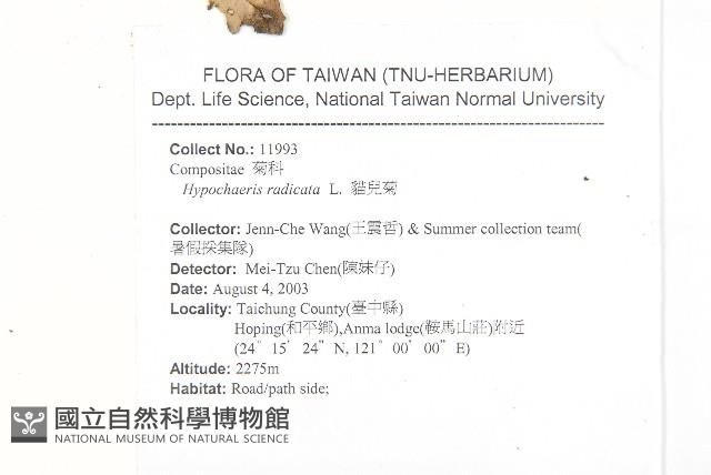 貓兒菊藏品圖，第2張