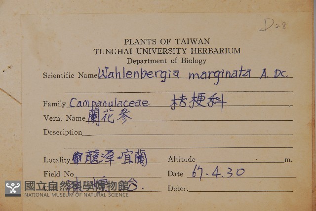 細葉蘭花參藏品圖，第2張
