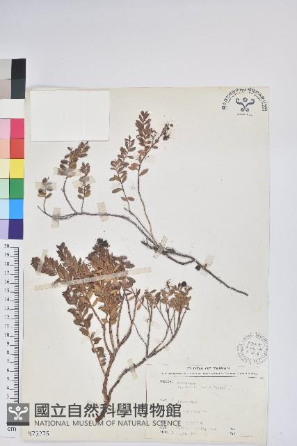 高山白珠樹藏品圖，第1張