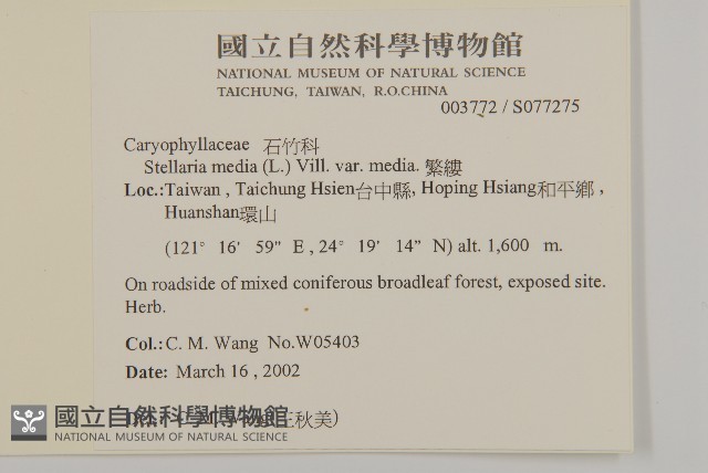 繁縷藏品圖，第2張