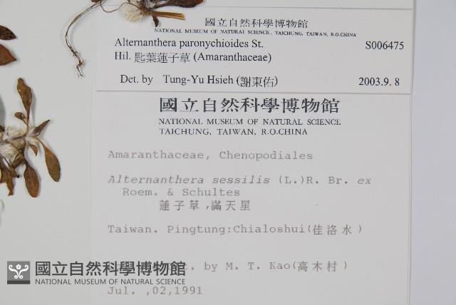 匙葉蓮子草藏品圖，第2張