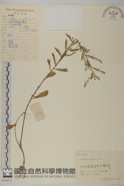 牡蒿藏品圖，第1張