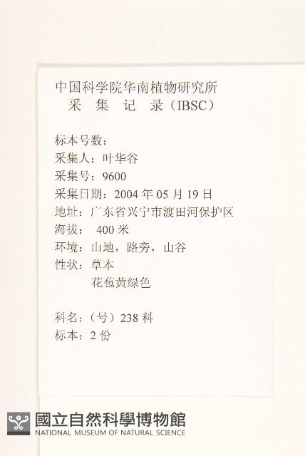 苦滇菜、苦菜藏品圖，第2張