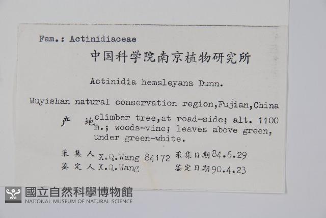 長葉獼猴桃藏品圖，第2張