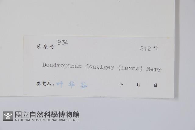 臺灣樹參藏品圖，第2張