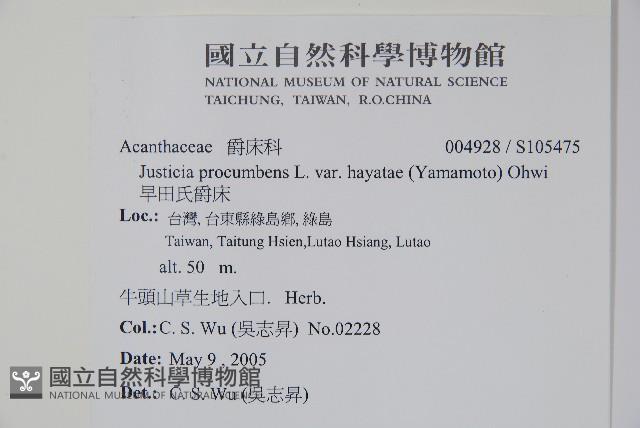 早田氏爵床藏品圖，第2張