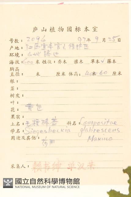 毛梗豨薟藏品圖，第2張