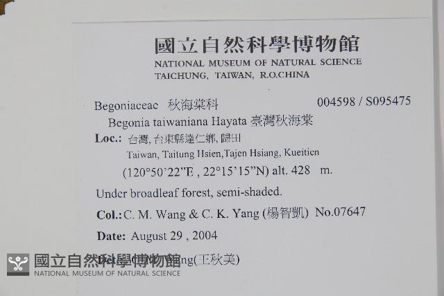 臺灣秋海棠藏品圖，第2張