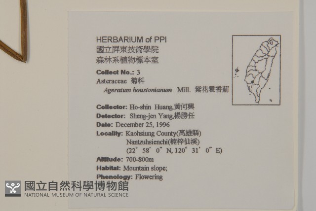 紫花霍香薊藏品圖，第2張
