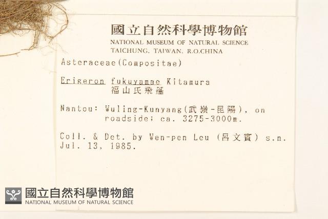 福山氏飛蓬藏品圖，第2張