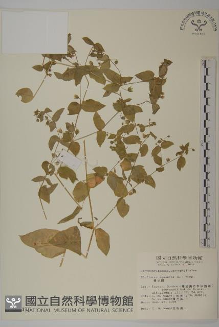 鵝兒腸藏品圖，第4張