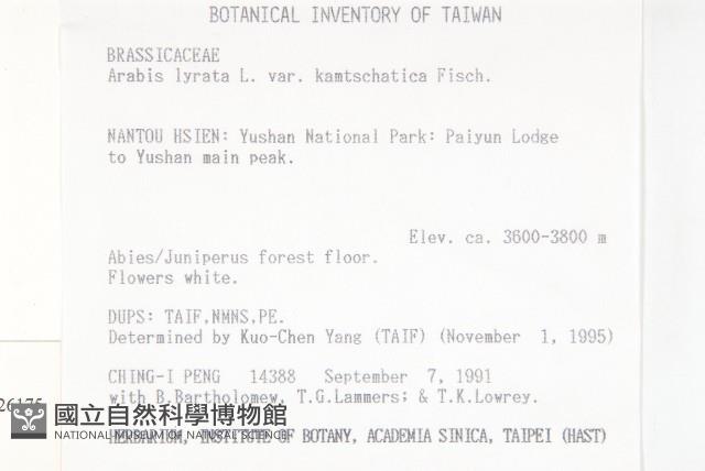 玉山筷子芥藏品圖，第2張