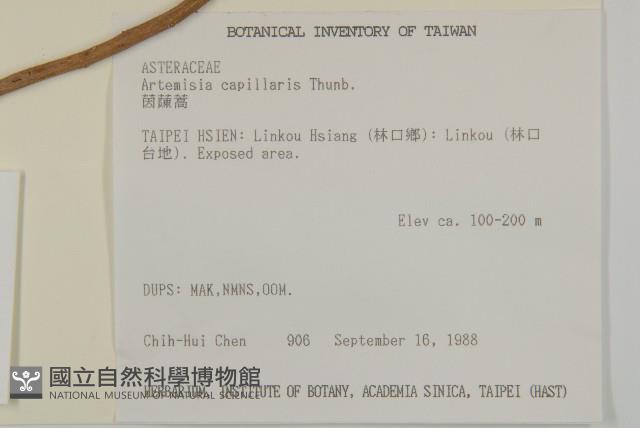 茵蔯蒿藏品圖，第2張