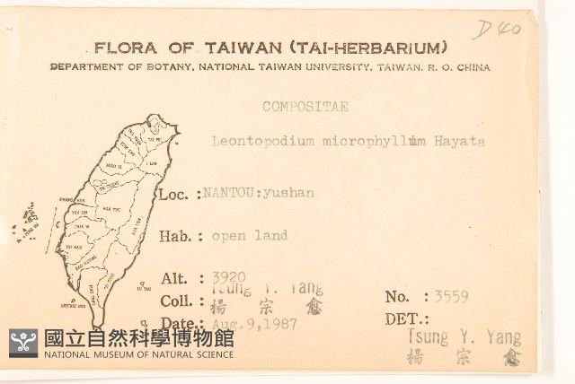 玉山薄雪草藏品圖，第2張