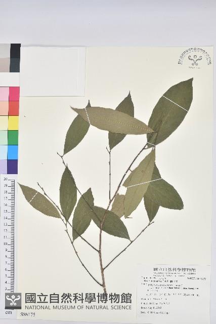刺杜密藏品圖，第1張