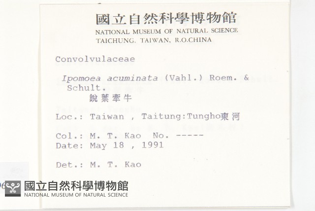 銳葉牽牛藏品圖，第2張