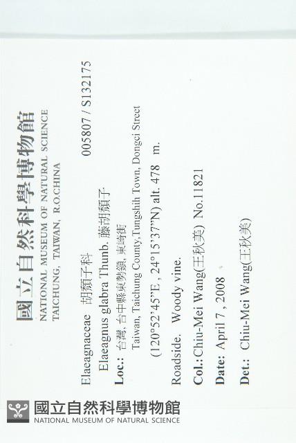 藤胡頹子藏品圖，第2張