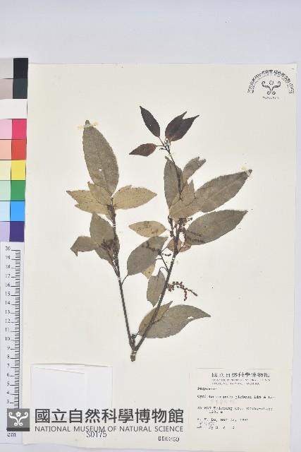 圓果青剛櫟藏品圖，第1張