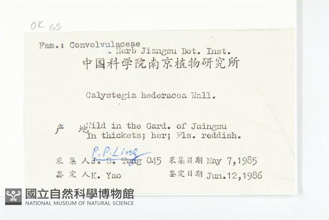 打碗花藏品圖，第2張