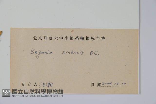 中華秋海棠藏品圖，第2張