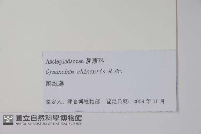 鵝絨藤藏品圖，第2張