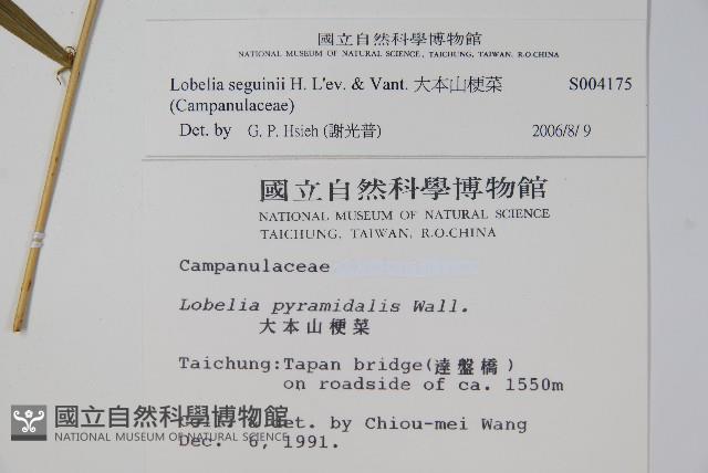 大本山梗菜藏品圖，第2張