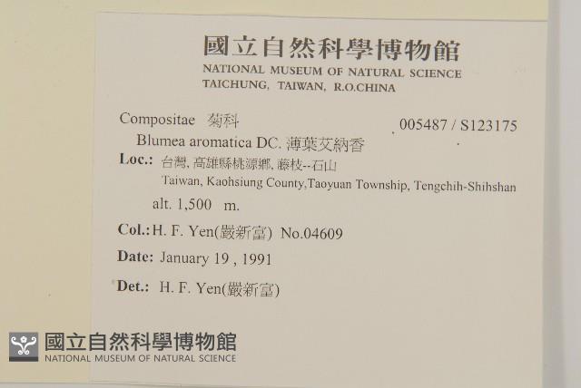 薄葉艾納香藏品圖，第2張