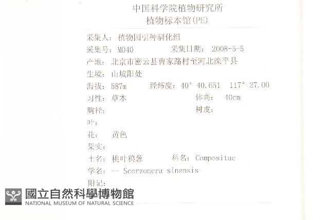 桃葉鴉蔥藏品圖，第2張