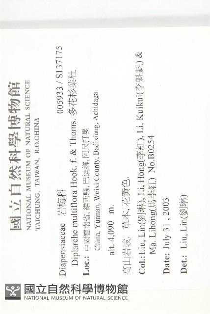 多花杉葉杜藏品圖，第2張