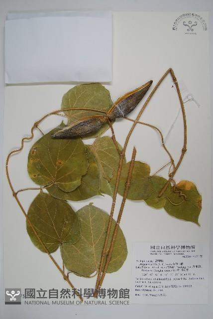 華他卡藤藏品圖，第1張