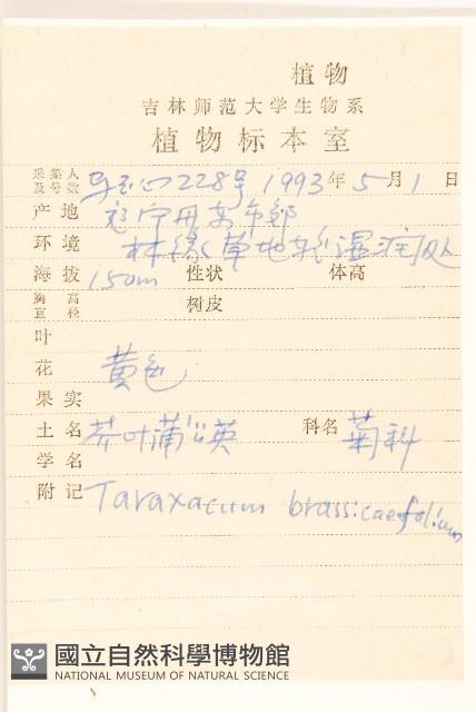 芥葉蒲公英藏品圖，第2張