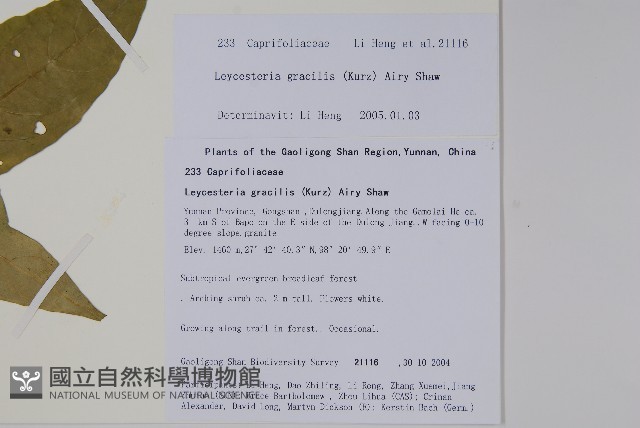 纖細風吹蕭藏品圖，第2張