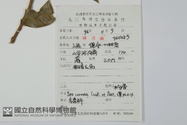 枸骨藏品圖，第2張