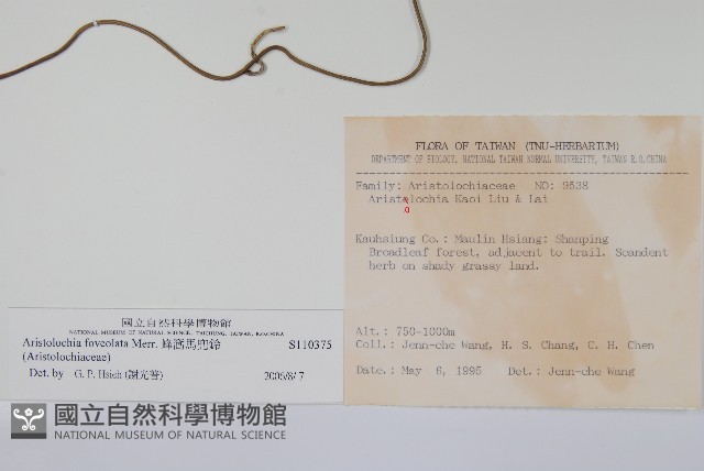 蜂窩馬兜鈴藏品圖，第2張