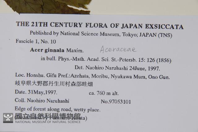 華北茶條槭藏品圖，第2張