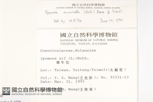 銳葉牽牛藏品圖，第2張