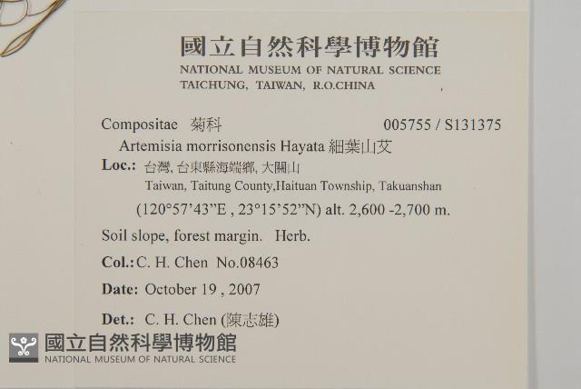 細葉山艾藏品圖，第2張