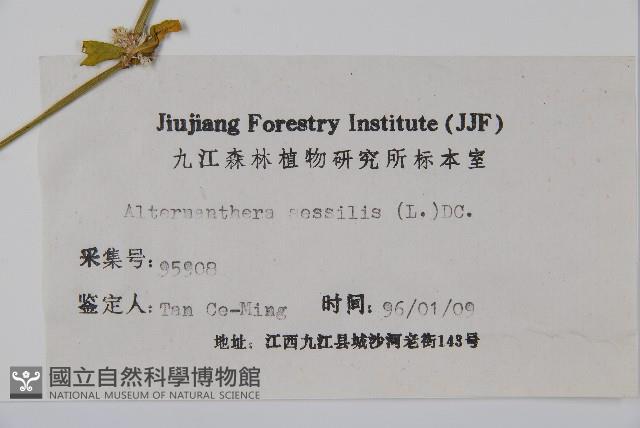 蓮子草藏品圖，第2張