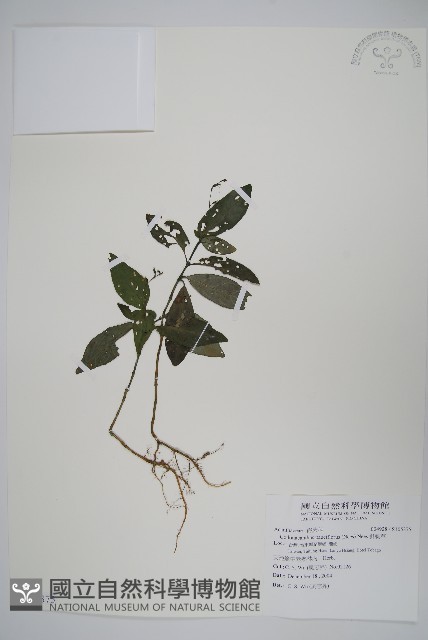 針刺草藏品圖，第1張