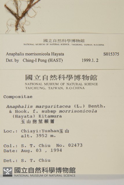 玉山抱莖籟簫藏品圖，第2張